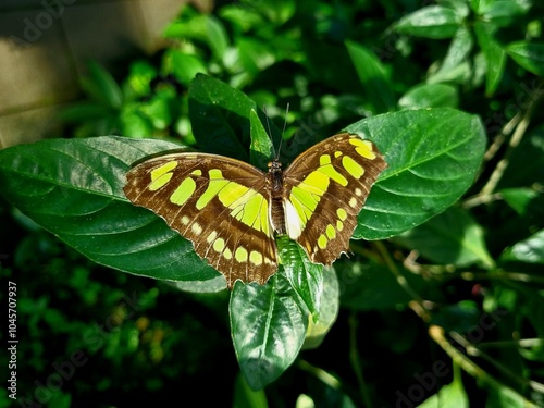 Grüner Schmetterling in voller Pracht