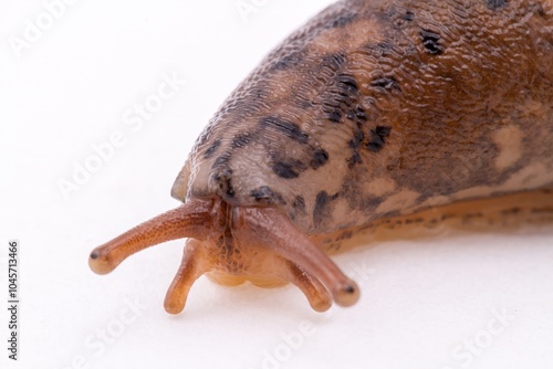 Garden slug, A Limax maximus slug, also a banana slug, comonly found throughout the northwest US, white background and room for text