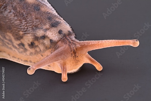 Garden slug, A Limax maximus slug, also a banana slug, comonly found throughout the northwest US, white background and room for text