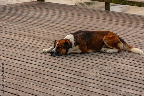 cão marrom e branco deitado no chão de madeira