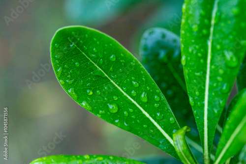 雨に濡れた葉