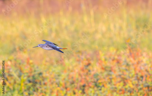 Lesser yellowlegs in flight over a colorful field in fall.