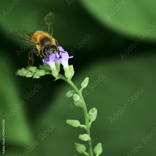 Insectos en flor con fondo difuso