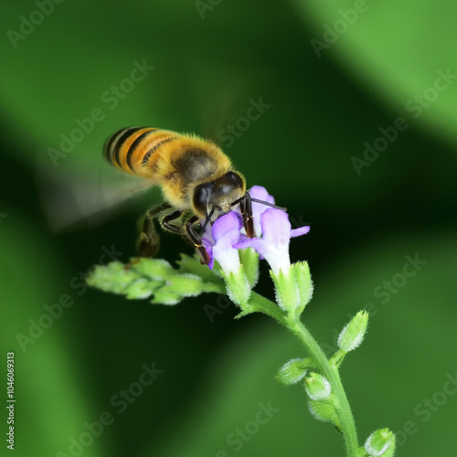 Insectos en flor con fondo difuso