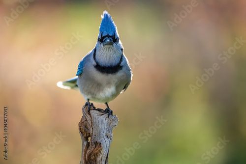 blue jay on a branch