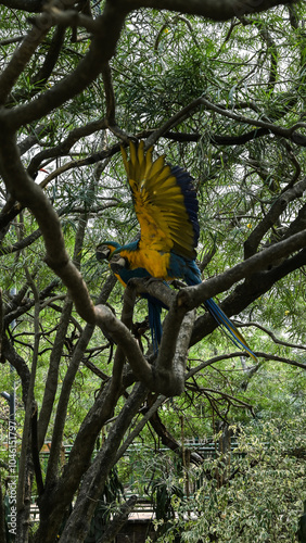 Guacamayo azul suspendiendo Alas