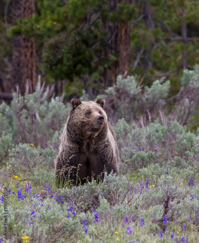 Grizzly 399 at the Forest Edge