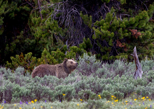 Grizzly 399 Sniffing the Air for Danger