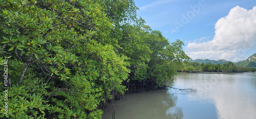 Mangrove trees growing on edge of the mangrove forest. Asiatisk mangrove grow along coastline where saltwater floods for long time. Loop-root mangrove has large buttress roots, grow from trunk 