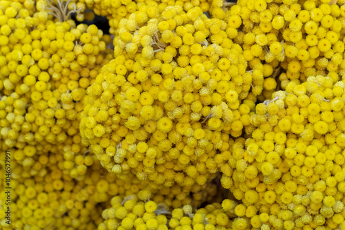 Yellow strawflower closeup