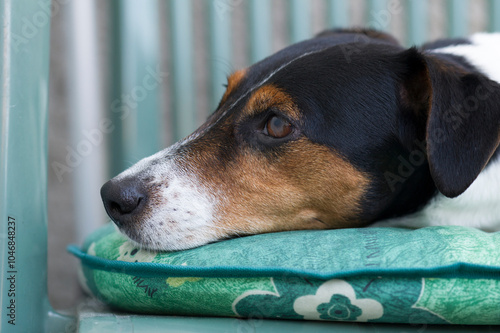 Entspannter Jack Russell Terrier auf dem Balkon