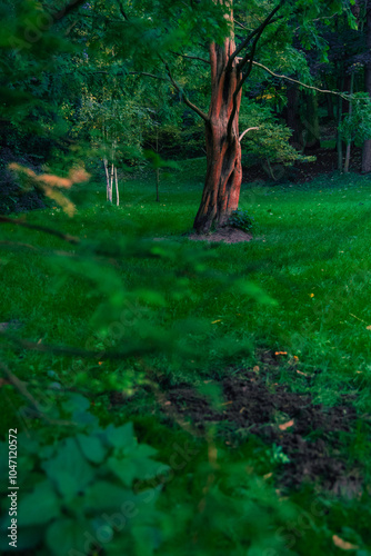 forest local landscape vertical summer wood land view green grass lawn and one separate trees