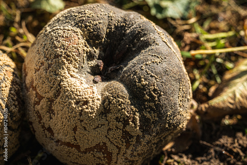 spoiled apple, close-up view, fungus, rot