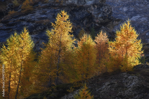 Paesaggio montano autunnale con larici gialli sulle colline .