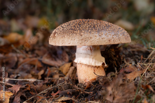 Muchomor szorstki (Amanita franchetii)