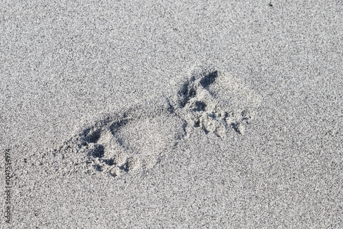 Brown bear footprints in the sand