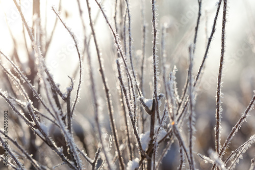 bare tree branches covered with frost and snow, close up, blurred background, cold but good mood