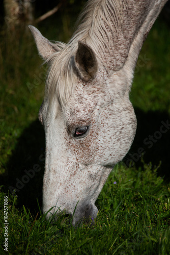 Horse eating grass 