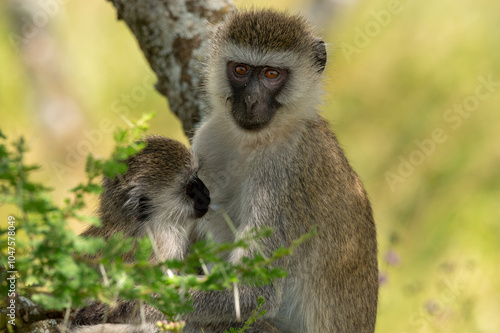 close-up of a vervet with baby in a tree in the serengeti staring at me