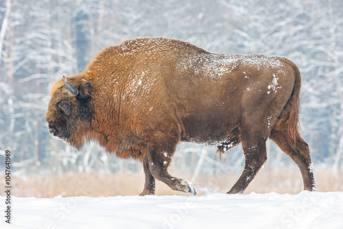 Żubr europejski (Bos bonasus) zimą 