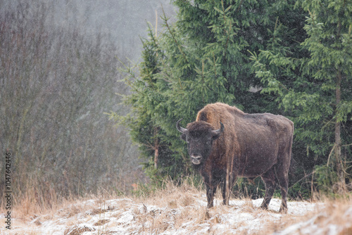 Żubr europejski (Bos bonasus) zimą w padającym śniegu