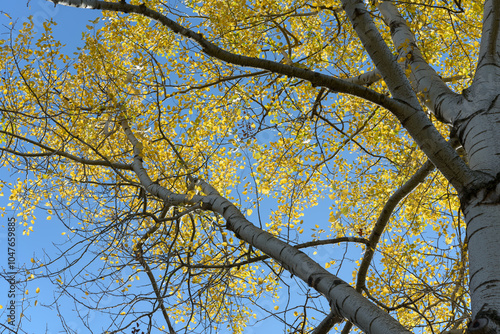 skyward glance at an autumn poplar tree on a blue sky