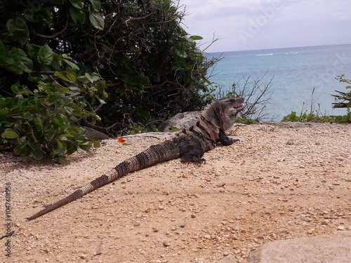 iguana, cancun,mexico, rivera maya