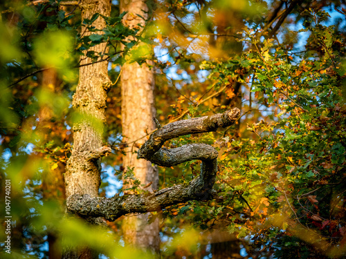 Abgestorbener Laubbaum im Mischwald