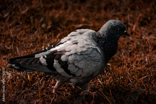 paloma, ave, pájaro, animal, gris