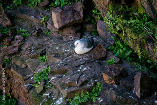 Pardela-branca (Fulmarus glacialis) | Northern fulmar