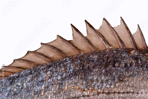 Close up on dorsal fin of a dorado fish, isolated on white background. Cut out.