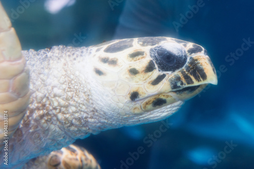 Una tortuga marina captada en primer plano, mostrando sus intrincados detalles y patrones únicos. Su calma y belleza natural transmiten la serenidad de la vida oceánica.