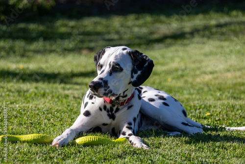 Dalmatian dog outdoors in summer