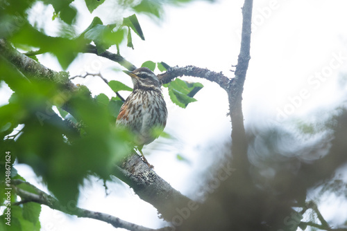 Closeup of a Redwing perched in the middle of branches on a cloudy summer day in Riisitunturi National Park, Northern Finland