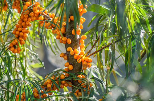 Closeup of orange sea buckthorn berries on branches with green leaves. Peaceful screensaver. Blurry.