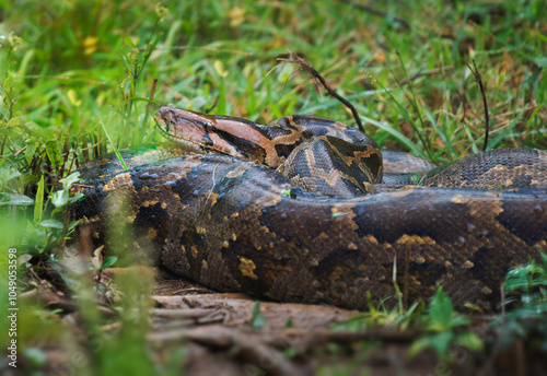 Indian python Python molurus is large snake native to Indian subcontinent and Southeast Asia, also called black-tailed or Indian rock or Asian rock python, big snake on grass in Sri Lanka