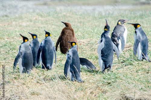 King penguin conlony in Tierra del Fuego