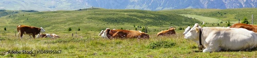 Panorama of cows grazing and resting on an alm pasture