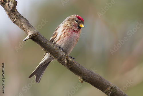 Czeczotka, common redpoll, mealy redpoll (Acanthis flammea)