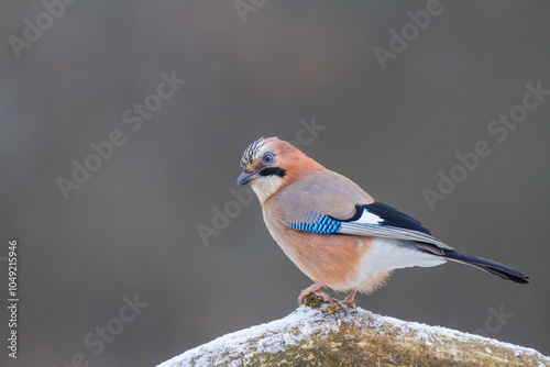 Sójka zwyczajna, sójka, sójka żołędziówka, eurasian jay (garrulus glandarius)