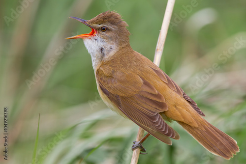 Trzciniak, trzciniak drozdówka, Great reed warbler (Acrocephalus arundinaceus)