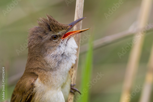 Trzciniak, trzciniak drozdówka, Great reed warbler (Acrocephalus arundinaceus)