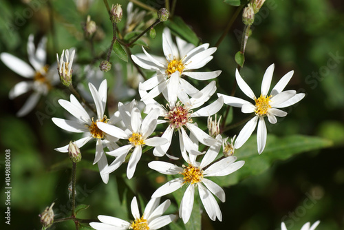 Flowering White Woodland Aster, White wood aster (Aster divaricatus syn Eurybia divaricata). Dutch garden. Summer, August, Netherlands