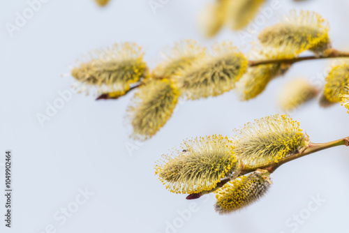 Nature awakes in spring. Blooming willow twigs and furry willow-catkins, so called seals or cats. Holly willow, Salix caprea