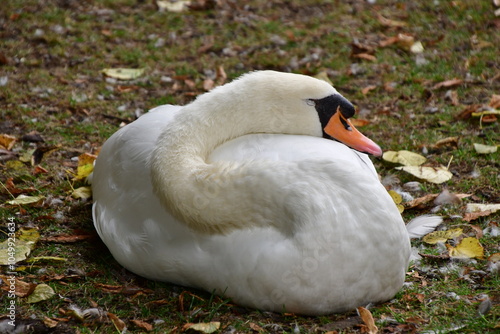 CISNE