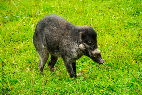 Visayan warty pig in the field