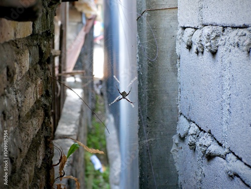 Argiope appensa which creates webs between adjacent wall brick