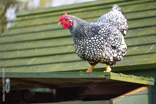 Playful Wyandotte hen seen on an opened chicken coup in a private garden. Part of a small flock kept for there tasty eggs.