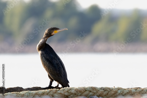 Great cormorant