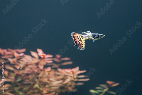 Gupik pawie oczko (Poecilia reticulata) 